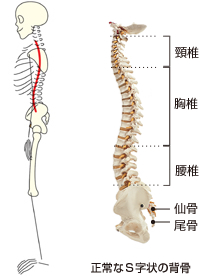 img_backbone_bone