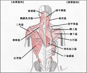 筋肉図4