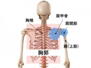 胸椎と胸郭の関係_004-400x300