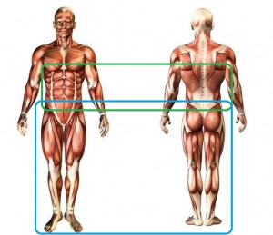 fig_innermuscle